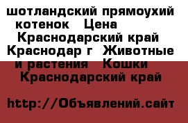 шотландский прямоухий котенок › Цена ­ 1 500 - Краснодарский край, Краснодар г. Животные и растения » Кошки   . Краснодарский край